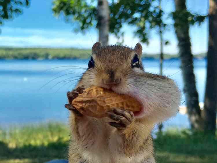 A chipmunk stuffs cheeks with a whole peanut